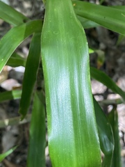 Dracaena angustifolia