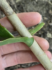 Dracaena angustifolia