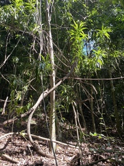 Dracaena angustifolia