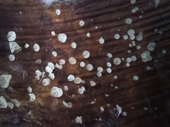 Cryptomarasmius rhopalostylidis