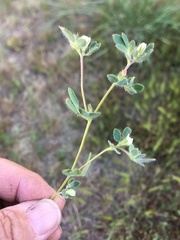 Acmispon denticulatus