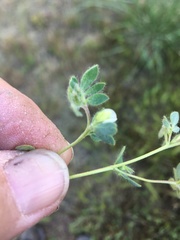 Acmispon denticulatus