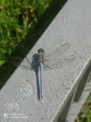 Orthetrum chrysostigma