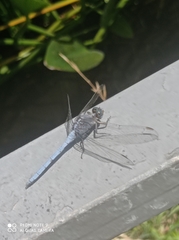 Orthetrum chrysostigma