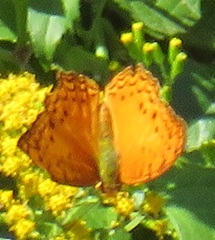 Phalanta eurytis eurytis