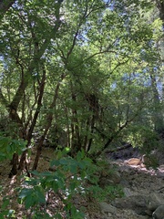 Frangula betulifolia