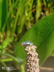 Diptera
