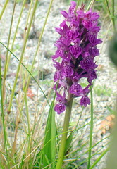 Dactylorhiza purpurella