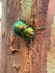 Chrysolina graminis