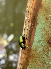Chrysolina graminis