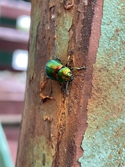 Chrysolina graminis