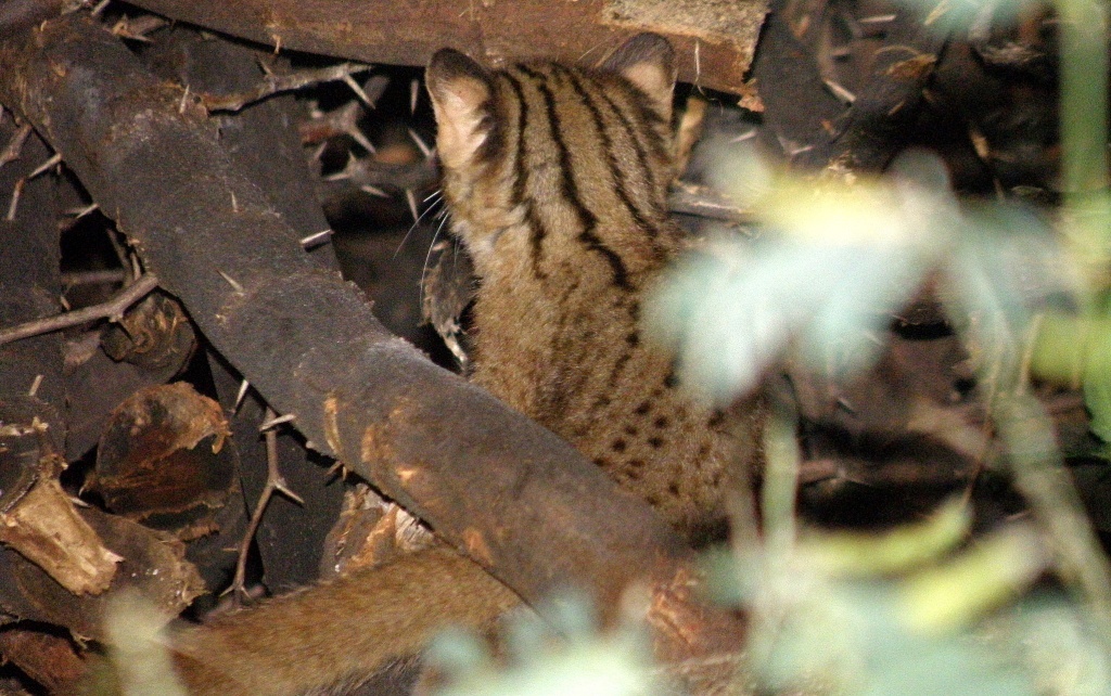 Prionailurus rubiginosus rubiginosus