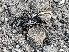 Atypidae