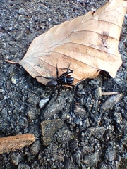 Atypidae