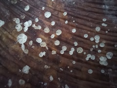 Cryptomarasmius rhopalostylidis