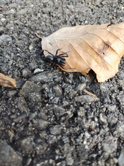 Atypidae