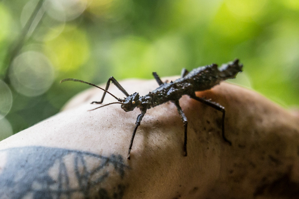 Pylaemenes moluccanus