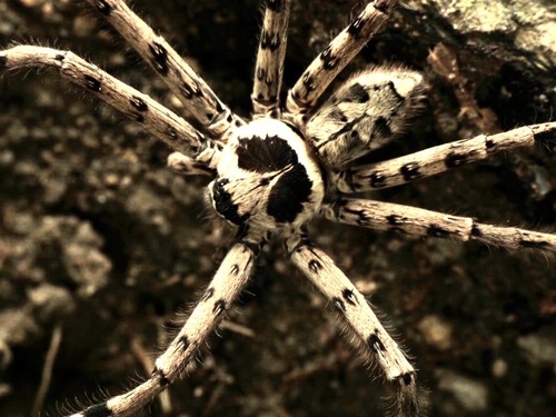 Pantropical Huntsman Spider
