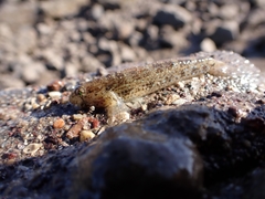 Gnatholepis gymnocara