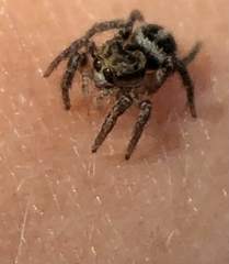 Habronattus coecatus