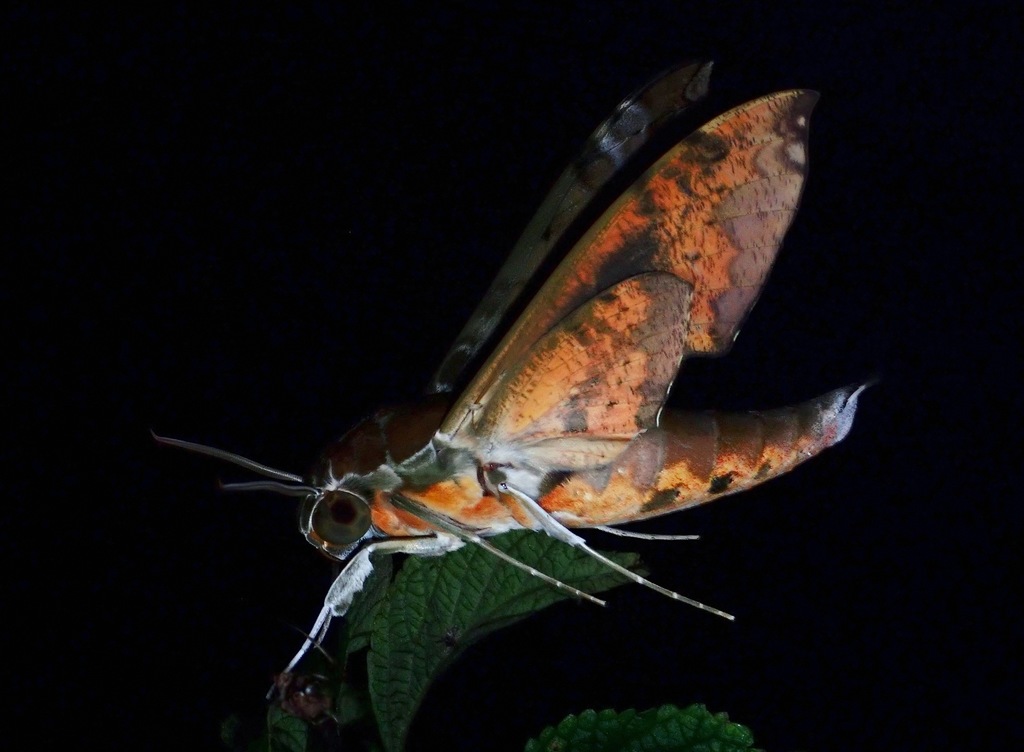 Spotted Green Hawkmoth