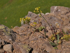 Biscutella arvernensis