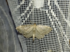 Philereme vetulata