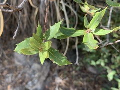 Quercus toumeyi