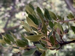 Quercus toumeyi
