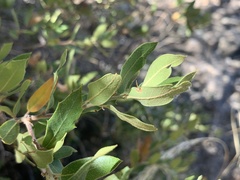 Quercus toumeyi