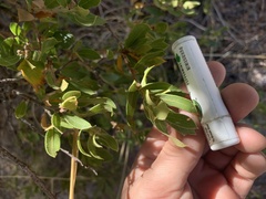 Quercus toumeyi