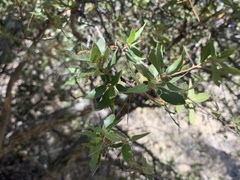 Quercus toumeyi