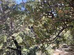 Quercus toumeyi