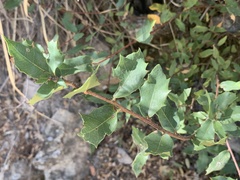 Quercus toumeyi