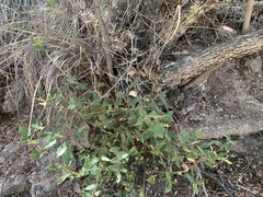 Quercus toumeyi
