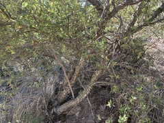 Quercus toumeyi
