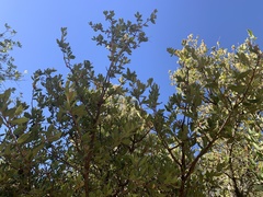Quercus toumeyi