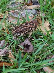 Anaxyrus terrestris
