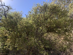 Quercus toumeyi