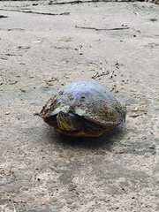 Trachemys scripta scripta