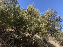 Quercus toumeyi