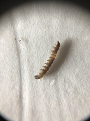 Lepidoptera