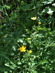 Ranunculus oreophytus