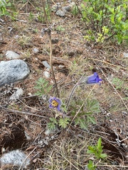 Pulsatilla ambigua