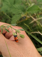 Clytra quadripunctata