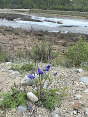 Pulsatilla ambigua
