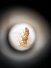 Lepidoptera