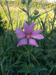 Malva thuringiaca