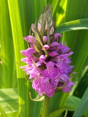 Dactylorhiza praetermissa junialis