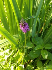 Dactylorhiza praetermissa junialis
